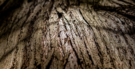 Close-Up of Textured Tree Bark
