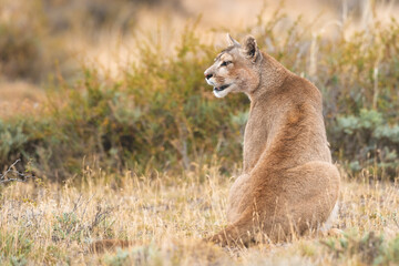 Pumas in Torres del Paine National Park, Patagonia