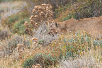 Pumas in Torres del Paine National Park, Patagonia