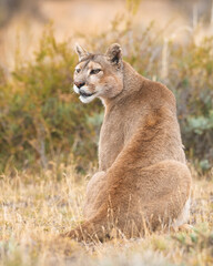 Pumas in Torres del Paine National Park, Patagonia