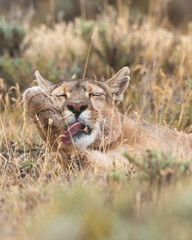 Pumas in Torres del Paine National Park, Patagonia