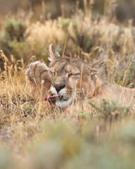 Pumas in Torres del Paine National Park, Patagonia