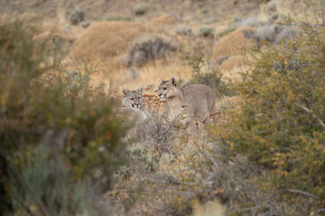 Pumas in Torres del Paine National Park, Patagonia
