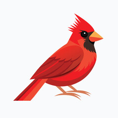 Obraz premium red cardinal on white background