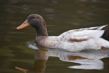 A graceful brown and white duck with an orange beak swims serenely on the water, its reflection visible below.