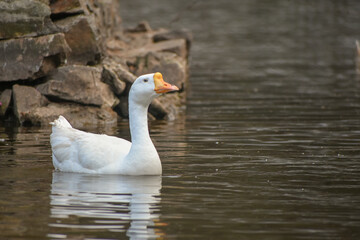 A pristine white goose with an orange beak gracefully glides on the calm water, with rocks in the background.