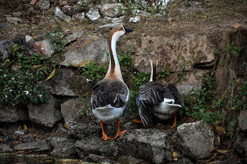 Two geese by a rocky wall. One preening, one looking.