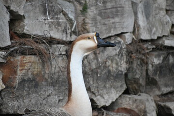 Elegant goose with tan and white plumage, black beak, against a rock wall.