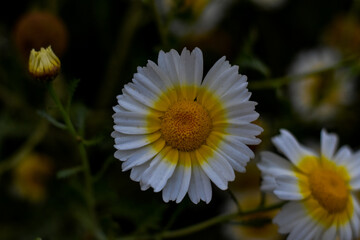 Daisies with white petals and yellow centers, blooming in soft focus. Nature's simple beauty.