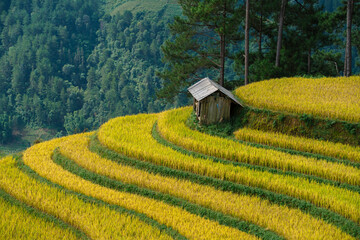 Golden rice terraces beautifully envelop a traditional hut, framed by pine trees and distant misty...