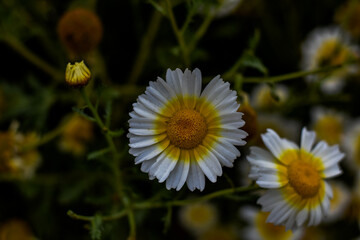 Daisies with white petals and yellow centers, blooming in soft focus. Nature's simple beauty.