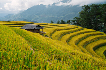 Golden rice terraces beautifully envelop a traditional hut, framed by pine trees and distant misty...