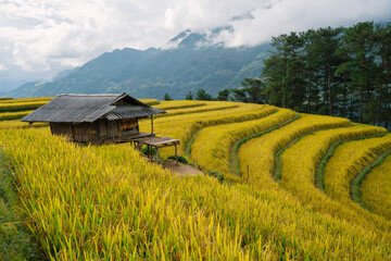 Golden rice terraces beautifully envelop a traditional hut, framed by pine trees and distant misty...