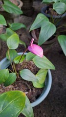 flower in the garden