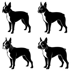 Four boston terrier dogs in black and white standing in different poses on a white background vector image