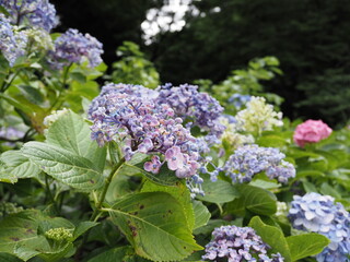アジサイ