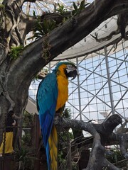 Obraz premium Macaw Bird