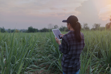 A person is holding a white tablet with a blank screen, in an outdoor setting with a field of green plants, likely sugarcane, in the background. The lighting suggests early morning or late afternoon.
