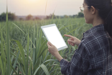 A person is holding a white tablet with a blank screen, in an outdoor setting with a field of green plants, likely sugarcane, in the background. The lighting suggests early morning or late afternoon.