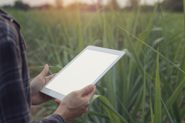 A person is holding a white tablet with a blank screen, in an outdoor setting with a field of green plants, likely sugarcane, in the background. The lighting suggests early morning or late afternoon.