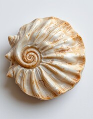 Seashell with Spiral Pattern on White