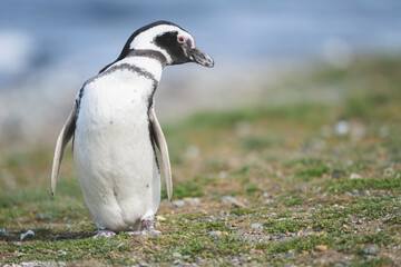 Magellanic Penguin, Patagonia