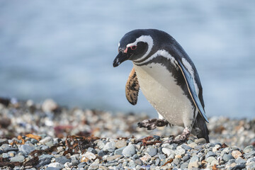 Obraz premium Magellanic Penguin, Patagonia