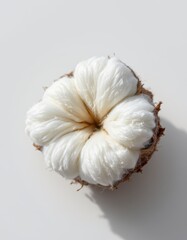 Cotton Flower Head on White Background