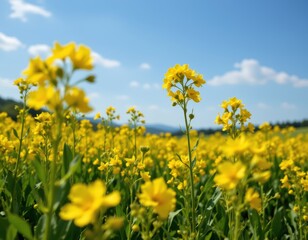 Blooming Canola Field Under Blue Sky