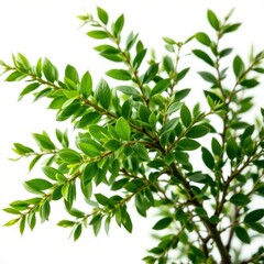 Green Leafy Plant Branch on White