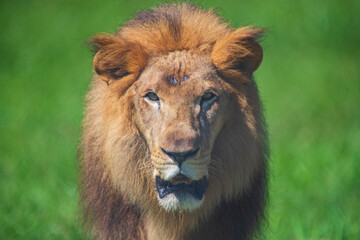 a lion (Panthera leo) walks across the savannah