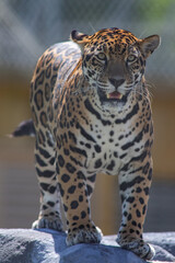 Jaguar (Panthera onca) in the colombian jungle