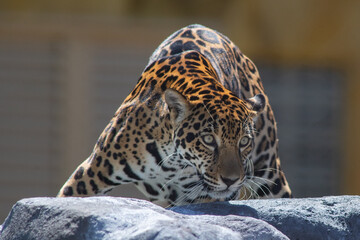 Jaguar (Panthera onca) in the colombian jungle