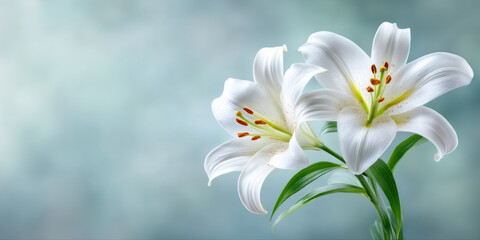 White lily flower with green leaves on soft blue background, symbolizing purity and serenity in peaceful close up image