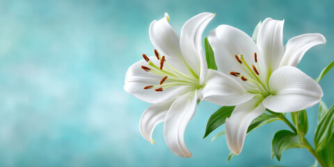 White lily flower with green leaves on soft blue background, symbolizing purity and serenity in peaceful natural setting