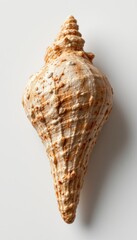 Seashell Still Life on White Background