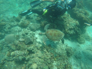 Diver with Sea Turtle