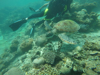Diving with Sea Turtle