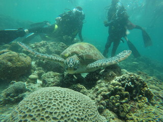 Underwater Encounter with a Turtle