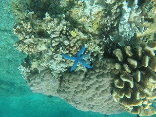 Vibrant Coral Reef Life