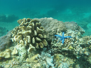 Vibrant Coral Reef