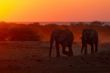 Two bull desert Elephants march towards a water hole in Etosha National Park, Namibia.