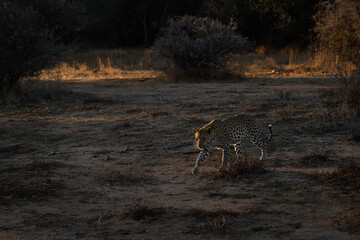 A female leopard stalks some pray in the last light of day in Etosha National Park, Namibia.