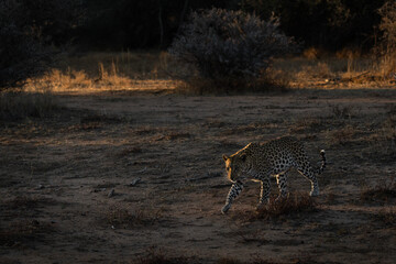 A female leopard stalks some pray in the last light of day in Etosha National Park, Namibia.