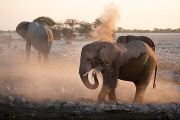 A bull desert elephant bathes in the last light in Etosha National Park, Namibia.