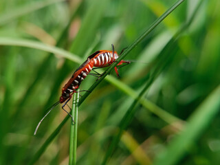 The insect in the image is known as Bapak Pucung or Dysdercus cingulatus, belonging to the order Hemiptera and the family Pyrrhocoridae. This insect is a major pest of cotton plants, where both nymphs