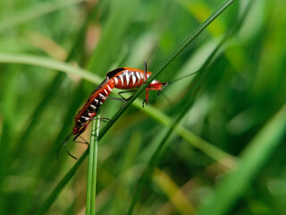 The insect in the image is known as Bapak Pucung or Dysdercus cingulatus, belonging to the order Hemiptera and the family Pyrrhocoridae. This insect is a major pest of cotton plants, where both nymphs