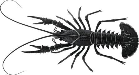 Isolated raw red freshwater crayfish, a gourmet seafood illustration