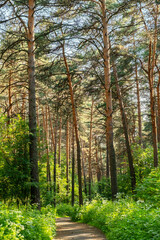 Obraz premium Forest Path in a Pine Grove. Narrow Walking Trail Through a Summer Woods with Tall Trees. Outdoor Leisure and Natural Landscape.