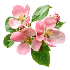 Obraz premium Delicate apple blossoms displaying pink petals and green leaves against a botanical floral beauty isolated on white transparent background PNG cutout 
